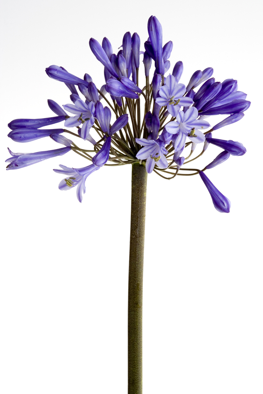 Agapanthus flowers