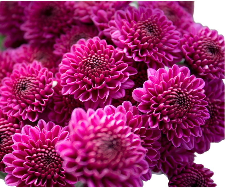Button Pom flowers