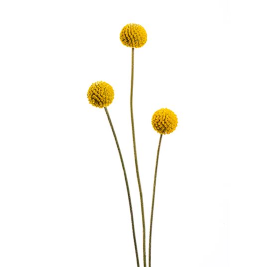 Craspedia flowers