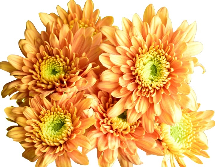 Cushion Pom flowers