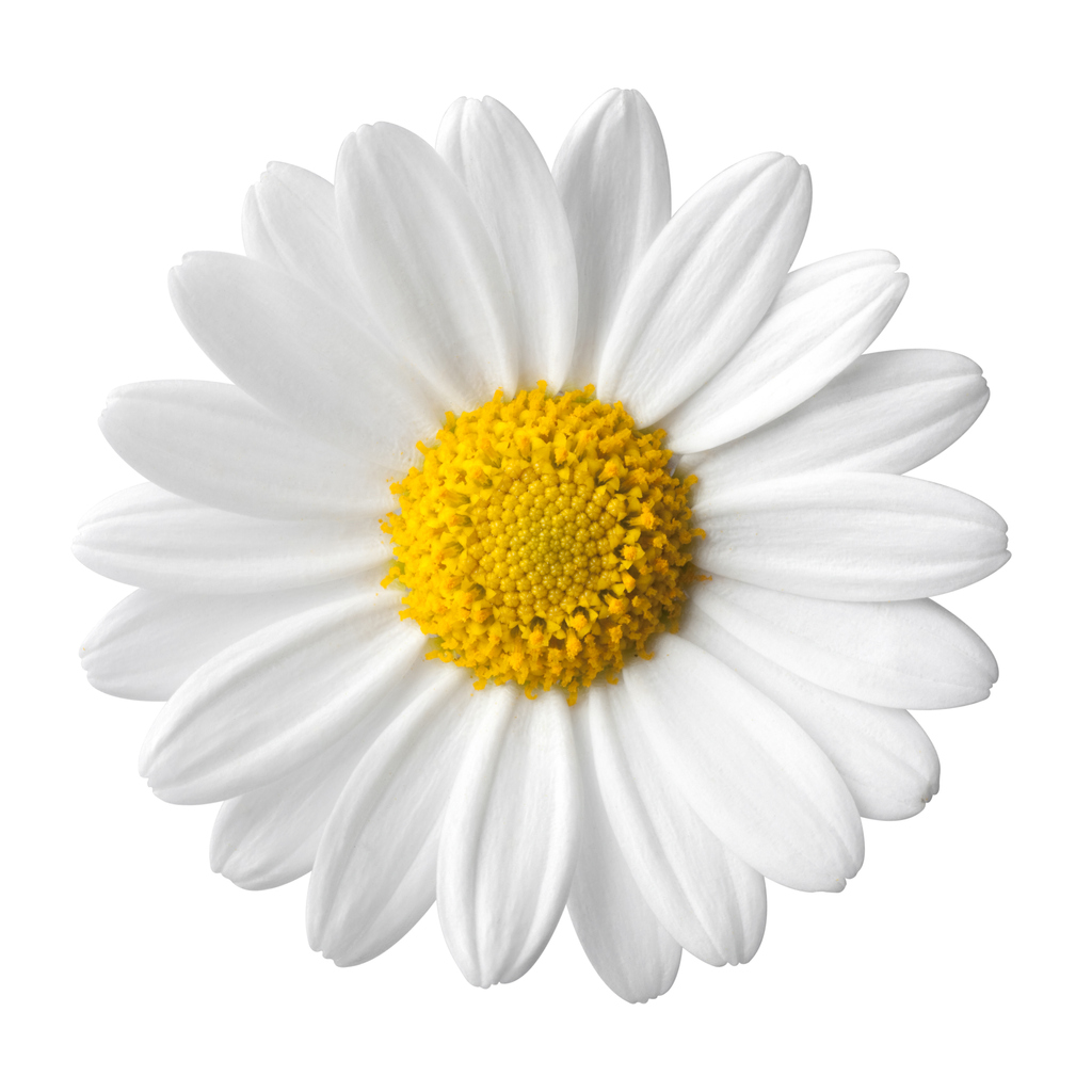 Daisy Pom flowers