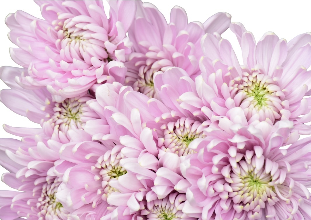 Disbud Mum flowers
