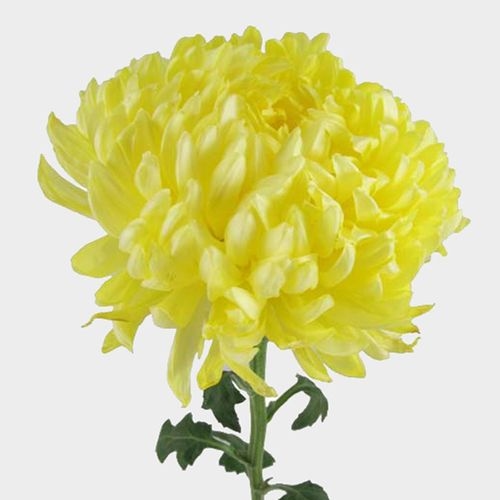 Football Mum flowers