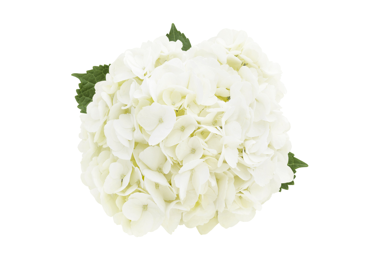 Hydrangea flowers