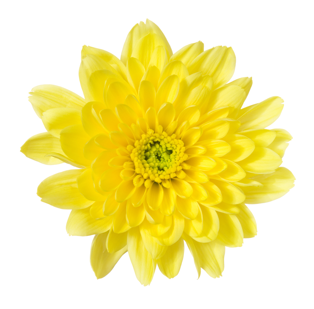 Spider Mum flowers