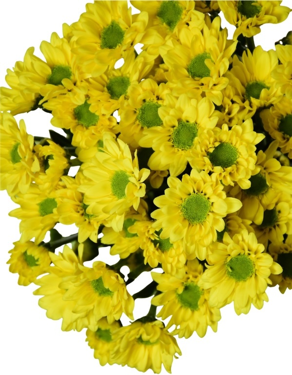 Novelty Pom flowers