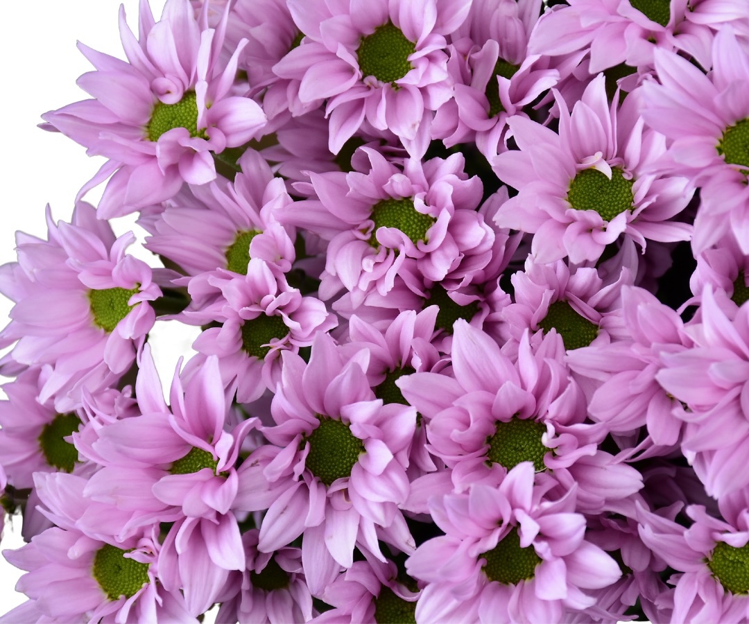 Santini Pom flowers