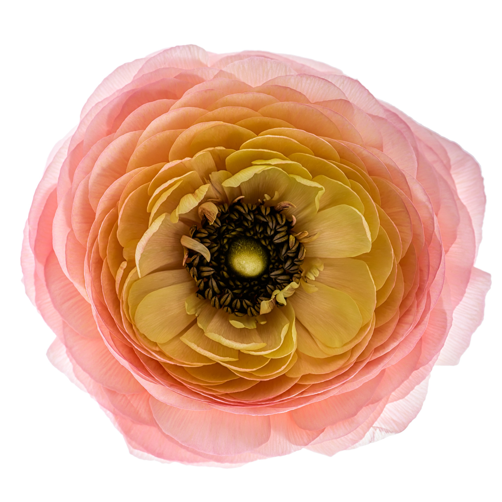 Ranunculus flowers