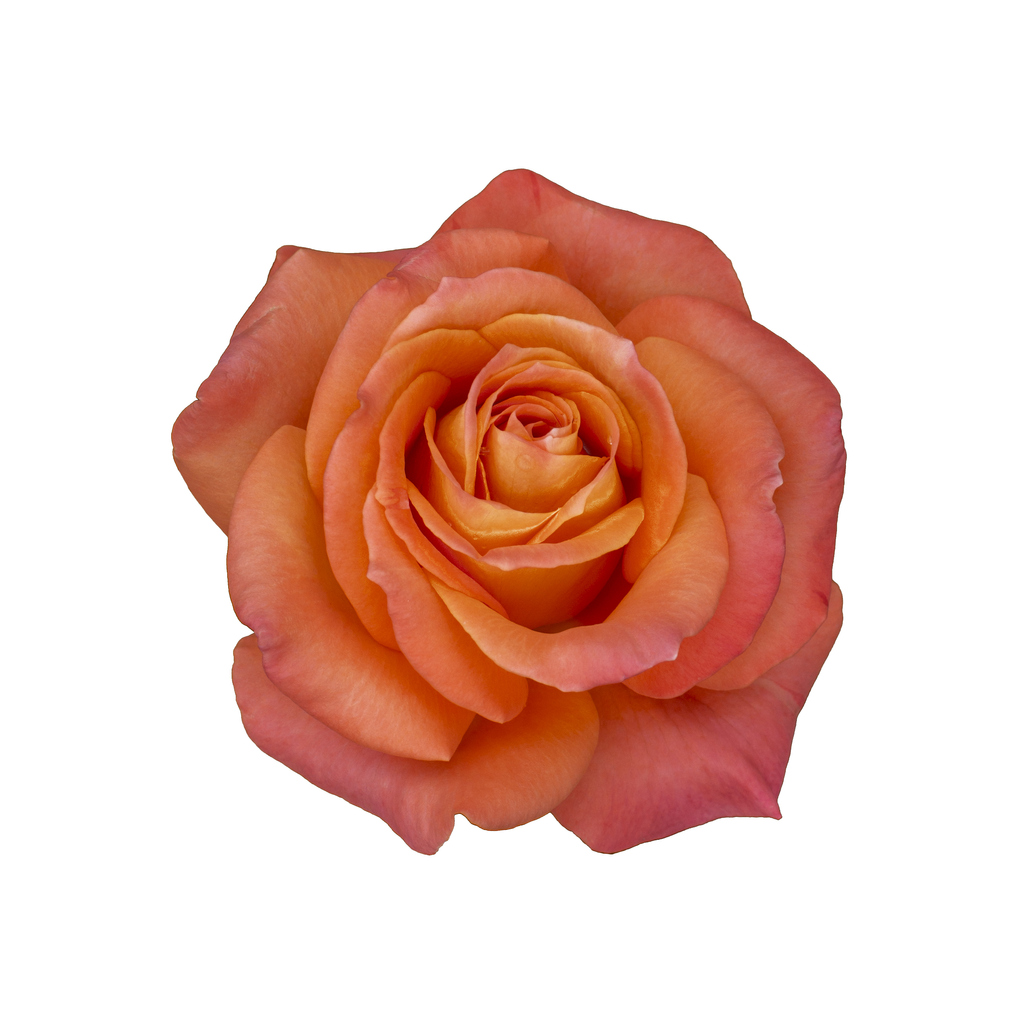 Rose flowers