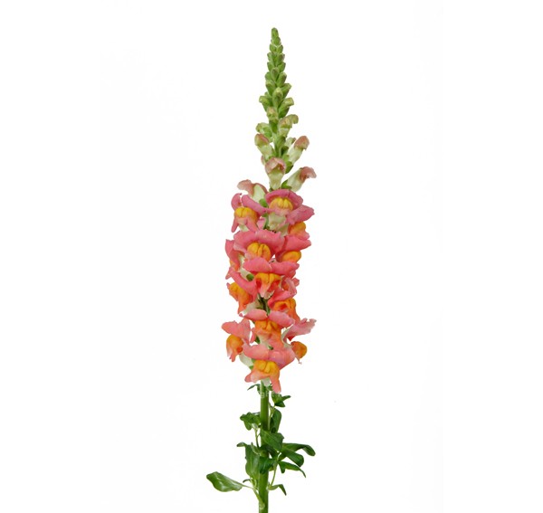 Snapdragon flowers
