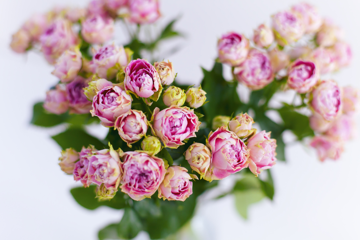 Spray Rose flowers