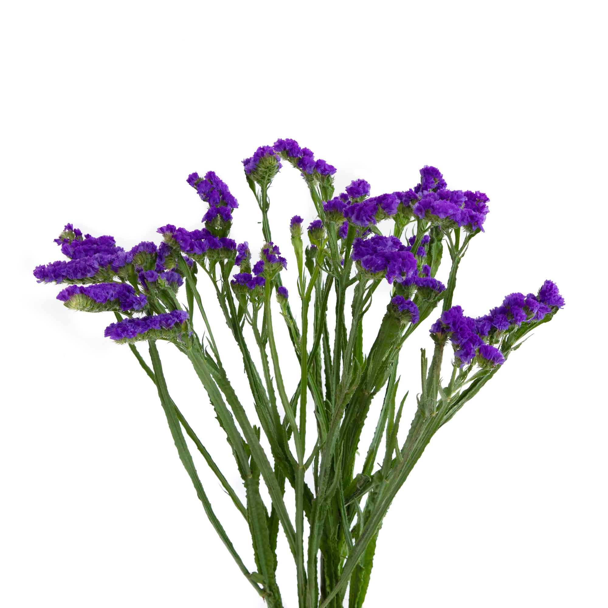 Statice flowers