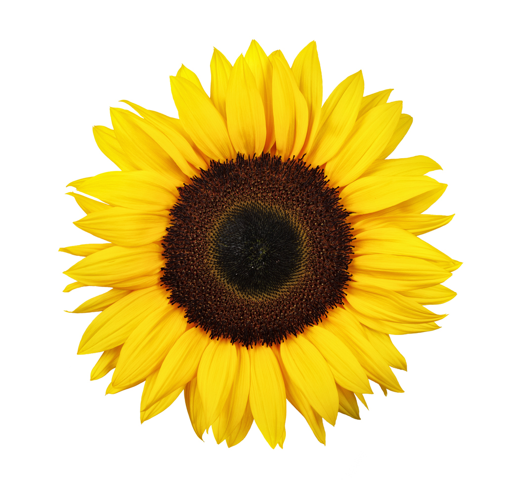 Sunflower flowers